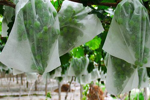 Non-tissé pour sacs de plantation